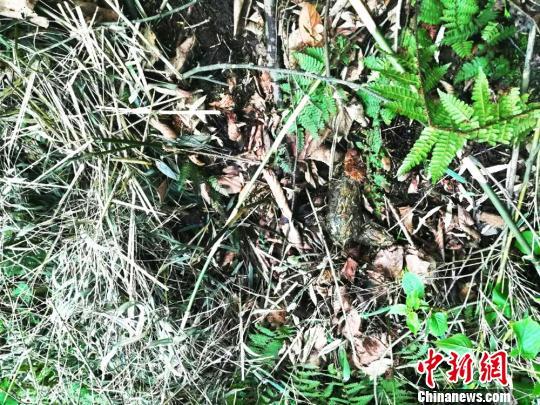 四川九顶山自然保护区震后首次发现大熊猫踪迹